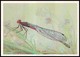 DRAGONFLY - Pyrrhosoma Nymphula Sulz. Artist L. Aristov. Unused Postcard (USSR, 1987) - Insecten