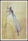 DRAGONFLY - Coenagrion Hastulatum Charp. Artist L. Aristov. Unused Postcard (USSR, 1987) - Insects