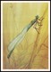 DRAGONFLY - Chalcolestes Viridis Lind. Artist L. Aristov. Unused Postcard (USSR, 1987) - Insecten