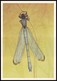 DRAGONFLY - Eppalage Fatime Charp. Artist L. Aristov. Unused Postcard (USSR, 1987) - Insecten