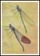 DRAGONFLY - Calopteryx Mingrelica Selys. Artist L. Aristov. Unused Postcard (USSR, 1987) - Insecten