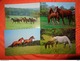89 Kaarten Met PAARDEN - HORSES - CHEVAUX (zie Foto's) - 5 - 99 Postcards