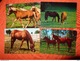 89 Kaarten Met PAARDEN - HORSES - CHEVAUX (zie Foto's) - 5 - 99 Karten