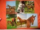 Delcampe - 89 Kaarten Met PAARDEN - HORSES - CHEVAUX (zie Foto's) - 5 - 99 Cartes