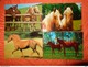 Delcampe - 89 Kaarten Met PAARDEN - HORSES - CHEVAUX (zie Foto's) - 5 - 99 Postcards