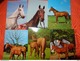 Delcampe - 89 Kaarten Met PAARDEN - HORSES - CHEVAUX (zie Foto's) - 5 - 99 Postcards