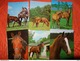 Delcampe - 89 Kaarten Met PAARDEN - HORSES - CHEVAUX (zie Foto's) - 5 - 99 Cartes