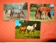 Delcampe - 89 Kaarten Met PAARDEN - HORSES - CHEVAUX (zie Foto's) - 5 - 99 Postcards