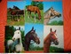 Delcampe - 89 Kaarten Met PAARDEN - HORSES - CHEVAUX (zie Foto's) - 5 - 99 Postcards