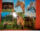 Delcampe - 89 Kaarten Met PAARDEN - HORSES - CHEVAUX (zie Foto's) - 5 - 99 Postcards