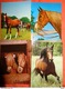 Delcampe - 89 Kaarten Met PAARDEN - HORSES - CHEVAUX (zie Foto's) - 5 - 99 Postcards