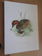 PLANCHE N°161 19 X 27cm  Années 50 / OISEAU GREBE CASTAGNEUX , Pour Faire Une Gravure Sous-cadre Très Sympa - Autres & Non Classés