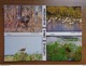 Delcampe - Doos Postkaarten - Allerlei Landen En Thema's - Zie Enkele Foto's - 500 CP Min.