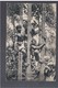 CEYLON Tree Climbers Ca 1910 OLD POSTCARD - Sri Lanka (Ceylon)