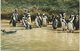 Humboldt Penguins, Whipsnade - Birds