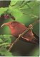 Bird, I'iwi, Scarlet Honeycreeper - Birds