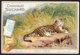 CHROMO Chocolat SUCHARD Le Jaguar       Felis Onca  Animaux  Animals  Serie 75 - Suchard