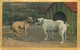 "DID YOU SPEAK" FEATURING 2 DOGS ~ POSTED IN 1907 #85630 - Dogs