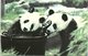 Pandas Ching-Ching And Chia-Chia - Autres & Non Classés