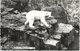 Polar Bear, Edinburgh Zoo, Real Photo - Ours