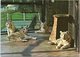 White Tigers At Bristol Zoo - Tigres