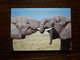 L20/18 Mini Calendrier Publicitaire. 2001. Elephants.Chateaubriant. Tabac Presse - Small : 2001-...