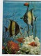 3-D Postcard, Aquarium Fish Scene,  1971 Finland - Autres & Non Classés