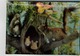 3-D Postcard, Squirrels & Birds In A Tree, 1963 Postcard - Autres & Non Classés