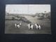 Echtfoto AK 1938 Reitfest / Pferdeschau / Reitturnier / Parade Würselen Kreis Aachen Weiße Pferde / Schimmel - Pferde