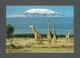 ANIMALS - ANIMAUX - AFRICAN WILDLIFE GIRAFFE WITH MT. KILIMANJARO - BY SAPRA STUDIO - Girafes