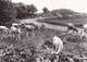 Carte 1960 TROUPEAUX SUR LES MONTS D'AUBRAC ET DE LAGUIOLE (vache,vaches) - Autres & Non Classés