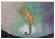 Postcard Seahorse [ Bluereef Aquarium ] My Ref  B23577 - Fish & Shellfish