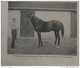 Delcampe - 1901 UN VIEUX FAUCONNIER - LA LUTTE ET LES LUTTEURS - LE HARAS DE ROEMERHOF - LA CAROUBE - Autres & Non Classés