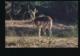 An Impala - Kruger National Park [AA43-0.549 - Autres & Non Classés