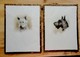 2 Dessins (reproductions?) Des  Petits Chiens Terriers écossais Du Whisky Black And White - Signatures  -  Sous Verre - Aquarelles