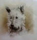 2 Dessins (reproductions?) Des  Petits Chiens Terriers écossais Du Whisky Black And White - Signatures  -  Sous Verre - Aquarelles