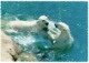 Ref 1287 - 1969 Sweden Postcard - Polar Bears - Lekande Isbjornar Kolmardens Djurpark Zoo - Bears