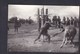 Carte Photo Indiens Indien Rites Vache Totem Musique - Indiens D'Amérique Du Nord