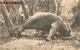 SRI-LANKA CEYLAN A STRUGGLING ELEPHANT CHASSE HUNT CEYLON INDE INDIA - Sri Lanka (Ceylon)