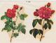 DECALCOMANIES FLEURS . ROSES . VOIR SCAN - Other & Unclassified