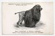 - CPA CHIENS - Race CANICHE A POILS CORDÉS - BIJOU, 1er Prix, Exposition Canine De Paris - - Chiens