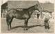 Sports - Hippisme - Chevaux - Photo - Le Grand Duc - Les Marottes ? - Octobre 1938 - état - Paardensport