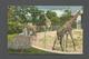 ANIMAUX - ANIMALS - GIRAFFES - GIRAFFE - ZOO - THE CHICAGO ZOOLOGICAL PARK AT BROOKFIELD ILLINOIS TWO SPECIES ARE SHOWN - Girafes