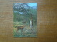 Kenya , Kensta Wildlife Series , Gerenuk "" Beau Timbre Du Kenya "" - Kenya