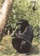 Postcard Paignton Zoo Western Lowland Gorilla My Ref  B23601 - Other & Unclassified