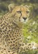 Postcard Paignton Zoo Cheetah Close Up Study My Ref  B23602 - Katten