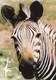 Postcard Paignton Zoo Hartmann's Mountain Zebra Close Up Study My Ref  B23603 - Zebras