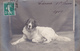 Carte Photo Chien 1910 - Chiens