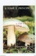 Sao Tome-1995-Champignons-B344/45-2 Blocs***MNH - Sao Tome Et Principe