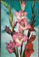 GLADIOLI - EDIZ G.M. - VIAGGIATA 1956 - Fiori